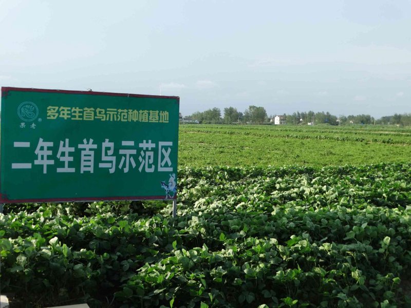 膳食转变,走近植物性饮食_食物_简艺_变化